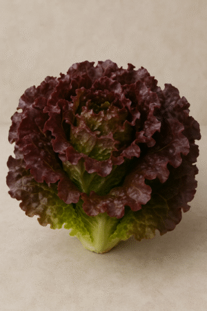 Lechuga Morada