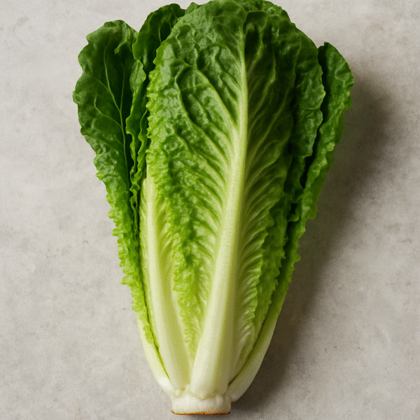 Lechuga Romana