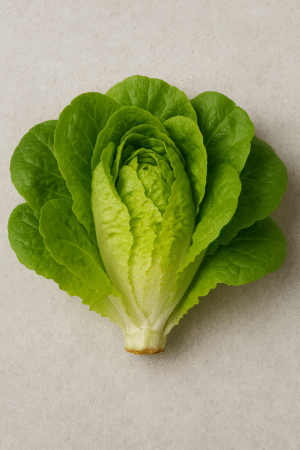Lechuga Francesa