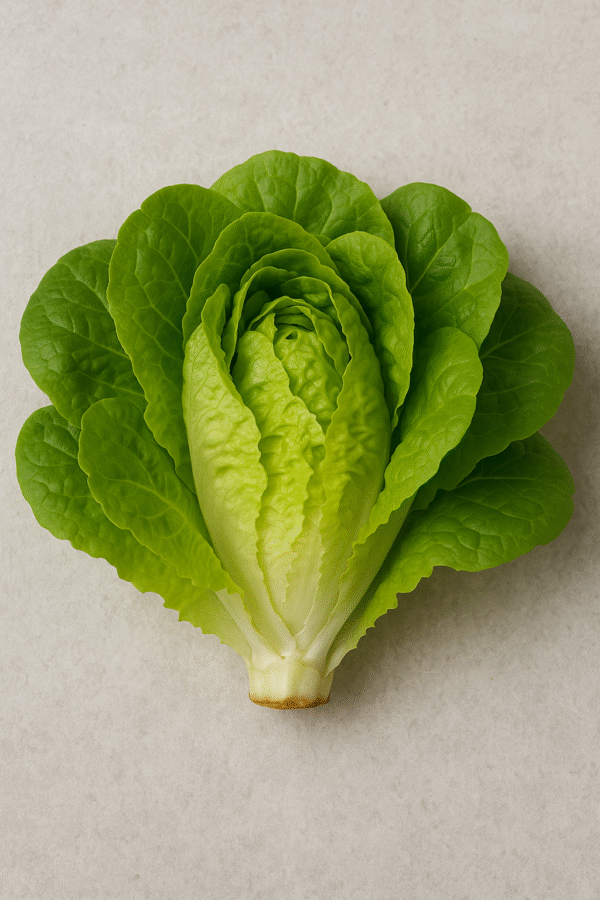 Lechuga Francesa