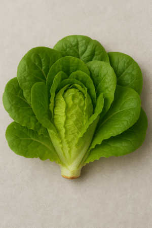Lechuga Italiana